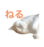 かわいいうちの猫のスタンプ2（個別スタンプ：34）