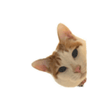 かわいいうちの猫のスタンプ2（個別スタンプ：35）