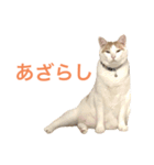 かわいいうちの猫のスタンプ2（個別スタンプ：37）