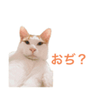 かわいいうちの猫のスタンプ2（個別スタンプ：38）