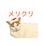 かわいいうちの猫のスタンプ2（個別スタンプ：39）