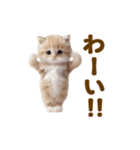 踊る！ネコたち！にゃんだふる～（個別スタンプ：12）