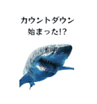 ⚫正月シャーク (年越し/干支/お年玉)（個別スタンプ：20）