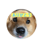 レンくん（タヌキツネイッヌ）（個別スタンプ：1）