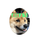 レンくん（タヌキツネイッヌ）（個別スタンプ：4）