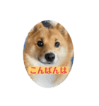レンくん（タヌキツネイッヌ）（個別スタンプ：5）