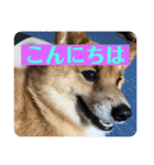 レンくん（タヌキツネイッヌ）（個別スタンプ：6）