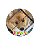 レンくん（タヌキツネイッヌ）（個別スタンプ：8）