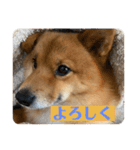 レンくん（タヌキツネイッヌ）（個別スタンプ：9）