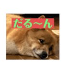 レンくん（タヌキツネイッヌ）（個別スタンプ：12）