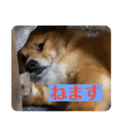 レンくん（タヌキツネイッヌ）（個別スタンプ：14）