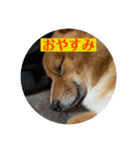 レンくん（タヌキツネイッヌ）（個別スタンプ：15）