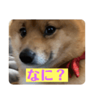 レンくん（タヌキツネイッヌ）（個別スタンプ：16）