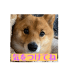 レンくん（タヌキツネイッヌ）（個別スタンプ：18）