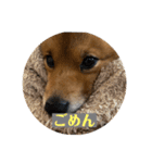 レンくん（タヌキツネイッヌ）（個別スタンプ：19）