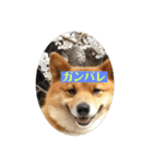 レンくん（タヌキツネイッヌ）（個別スタンプ：20）