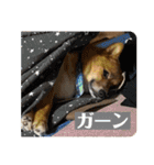 レンくん（タヌキツネイッヌ）（個別スタンプ：23）
