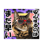 リアルキジトラ❤笑える猫写真10（個別スタンプ：2）