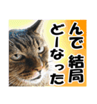 リアルキジトラ❤笑える猫写真10（個別スタンプ：8）