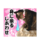 リアルキジトラ❤笑える猫写真10（個別スタンプ：12）