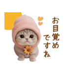 スコティッシュ猫 毎日使える可愛い 敬語（個別スタンプ：1）