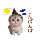 スコティッシュ猫 毎日使える可愛い 敬語（個別スタンプ：4）