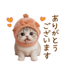 スコティッシュ猫 毎日使える可愛い 敬語（個別スタンプ：6）