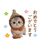 スコティッシュ猫 毎日使える可愛い 敬語（個別スタンプ：15）