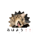 〜愛猫のLIFE2〜（個別スタンプ：1）