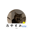 〜愛猫のLIFE2〜（個別スタンプ：2）