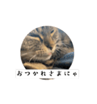 〜愛猫のLIFE2〜（個別スタンプ：7）