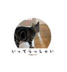 〜愛猫のLIFE2〜（個別スタンプ：10）