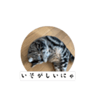 〜愛猫のLIFE2〜（個別スタンプ：12）