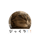 〜愛猫のLIFE2〜（個別スタンプ：16）