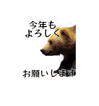 ⚫正月グリズリーベア (年越し/干支/お年玉)（個別スタンプ：39）