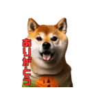 仮装をしたリアル柴犬〜ハロウィン編〜（個別スタンプ：2）