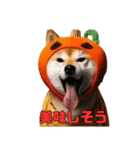 仮装をしたリアル柴犬〜ハロウィン編〜（個別スタンプ：3）