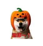 仮装をしたリアル柴犬〜ハロウィン編〜（個別スタンプ：7）