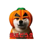 仮装をしたリアル柴犬〜ハロウィン編〜（個別スタンプ：9）