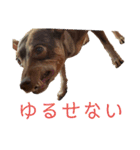 ジャック(ピンシャー)のスタンプ(2)（個別スタンプ：3）