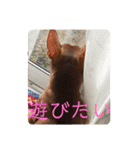 ジャック(ピンシャー)のスタンプ(2)（個別スタンプ：4）