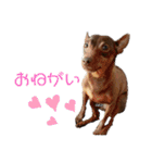 ジャック(ピンシャー)のスタンプ(2)（個別スタンプ：5）