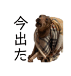 ジャック(ピンシャー)のスタンプ(2)（個別スタンプ：7）