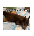 ジャック(ピンシャー)のスタンプ(2)（個別スタンプ：12）