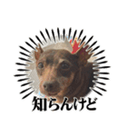 ジャック(ピンシャー)のスタンプ(2)（個別スタンプ：13）