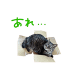 ねこのフク（個別スタンプ：3）