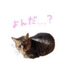 ねこのフク（個別スタンプ：6）