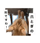 お嬢様猫むぎ様stamp（個別スタンプ：1）