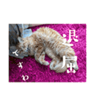 お嬢様猫むぎ様stamp（個別スタンプ：12）