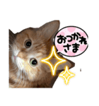 お嬢様猫むぎ様stamp（個別スタンプ：14）